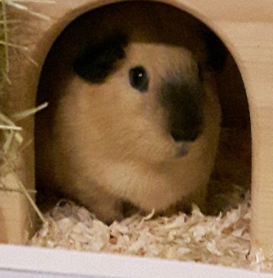 meerschweinchen im tor