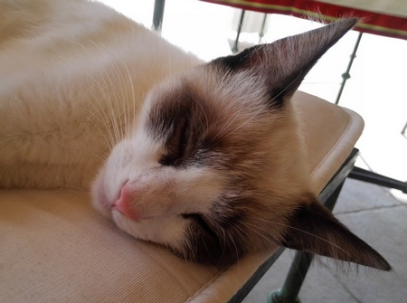 Schlafende Katze 