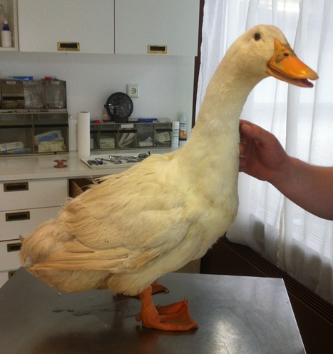 Kranke Gans auf dem Behandlungstisch